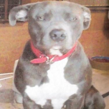 Brewsters Cookie sire Daisy Pit Bull.jpg